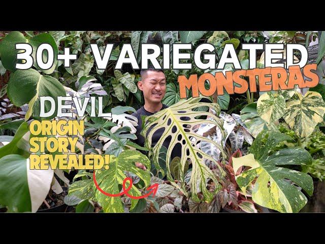 Monstera Devil Origin Story Revealed  Meet OVER 30 Types of NEW! Variegated Monsteras!