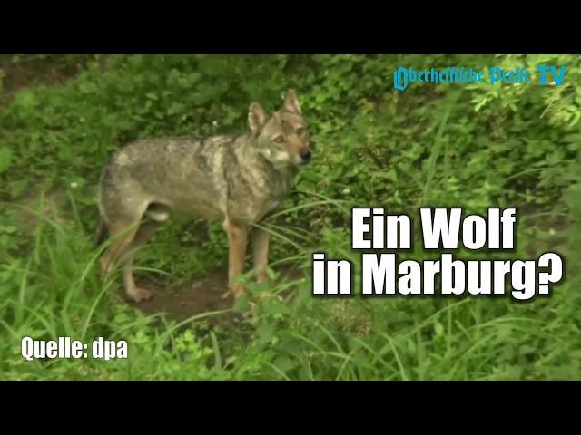 Ein Wolf in Marburg?