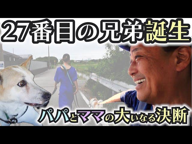 ギン太郎の運命の日：人馴れ合宿最終日でのパパの大いなる決断