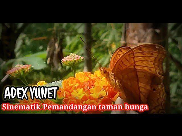 Vidio Cinematik Penampakan Keindahan Bunga