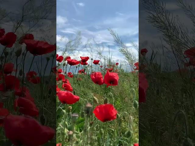 Анапа 2025 Маки #анапа