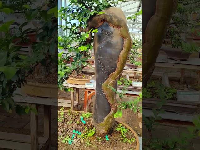 những mẫu ghép đá đẹp  #bonsai #bonsaitree #garden