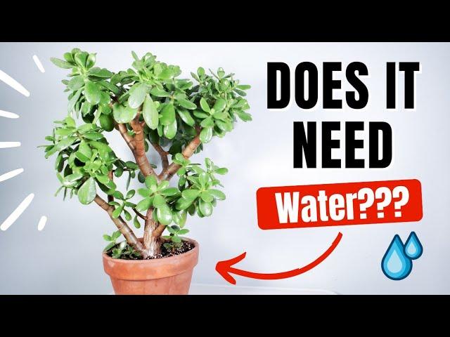 how to know if your jade needs water!