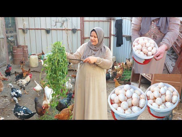 My chicks raining eggs in the rain. I went to the farm. I was surprised by the quantity of eggs,