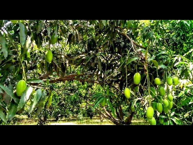 52 बीघा, आम का बगीचा | Biggest Mango Tree Garden | UP EaST , INDIA