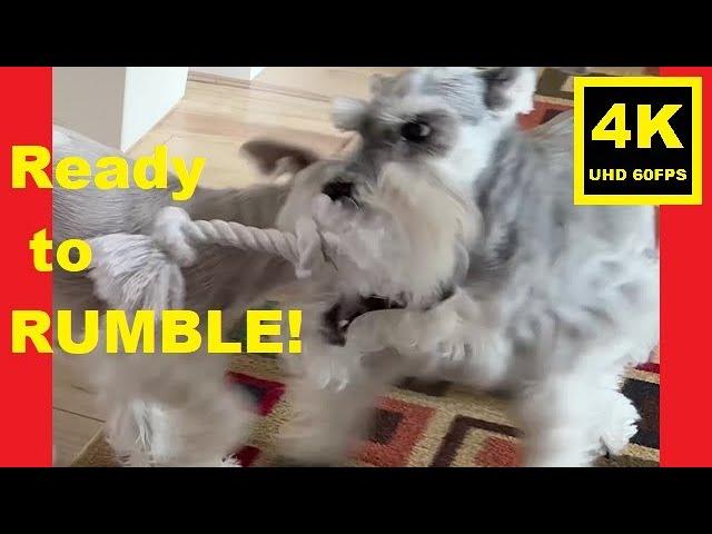 Ready to RUMBLE! - Miniature Schnauzer Brothers