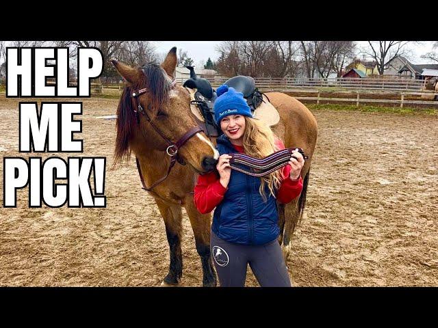 Fitting Tack To My AQHA Horse! Choosing A Bitless Bridle, Color, & Saddle