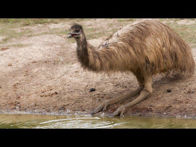 Emu: Exploring the Fascinating World of Australia's iconic Bird