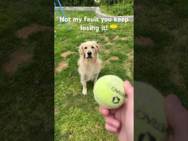 I thought you loved fetch!?  #funny #goldenretriever #fetch #goldenpup #shiro
