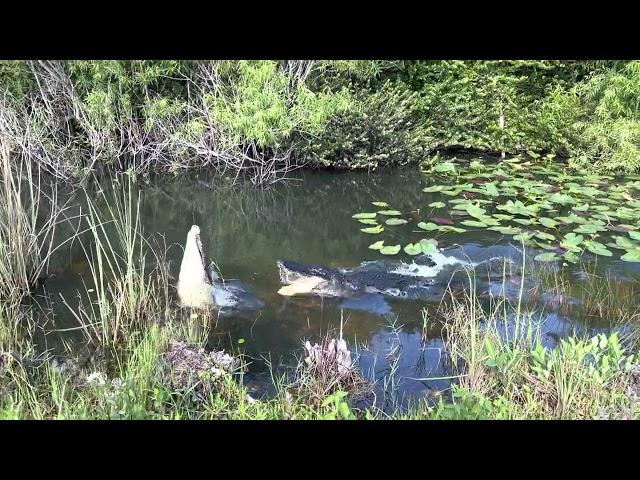 Crocodile Vs Gator Shark Valley Everglades NPS