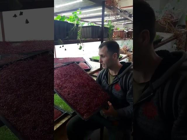 Амарантовый микрогрин - волшебный витаминный комплекс! Красота и молодость!