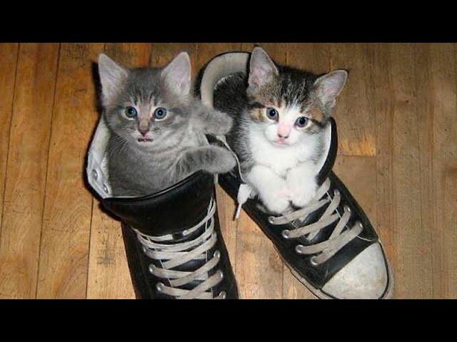 Funny animals - Funny cats and dogs - Funny animal videos 2023