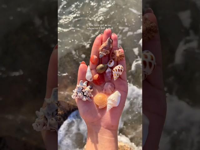 . #littlegirl #beach #nature #beautiful #shell #music #love