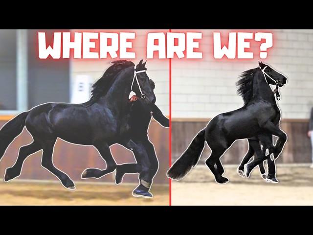Where are we going with Teije Rein? | The sheep is attacking me! | Friesian Horses
