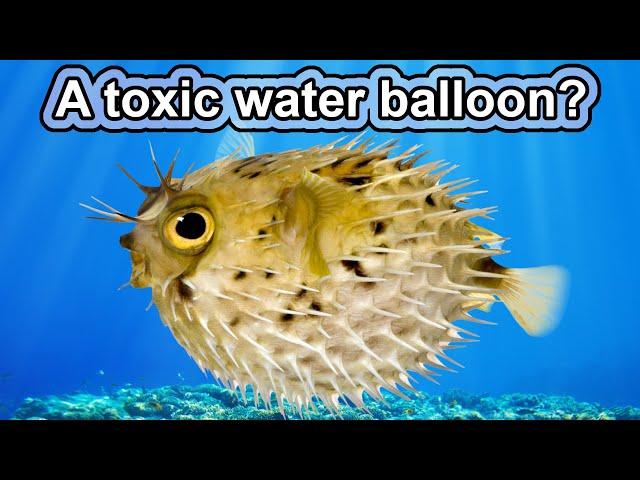 This water balloon can kill you! | 10 COOL PUFFERFISH FACTS