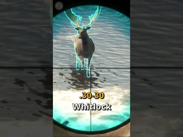 BIG Running HERD v. WESTERN Gun! Fallow Deer GO grind on Te Awaroa the Hunter Call of the Wild
