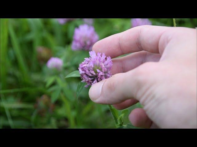 5 Medicinal Plants And Herbs You Can Find In Your Yard