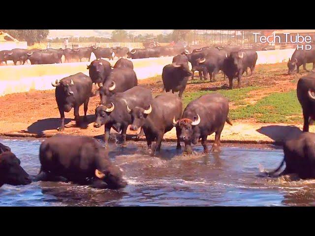 Wonderful Water Buffalo Farming | Amazing Buffalo Dairy Farm Modern Technology