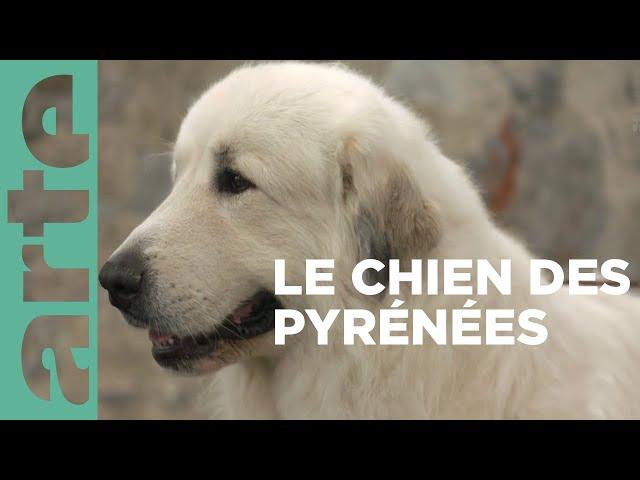 Le chien de montagne des Pyrénées | Invitation au voyage | ARTE