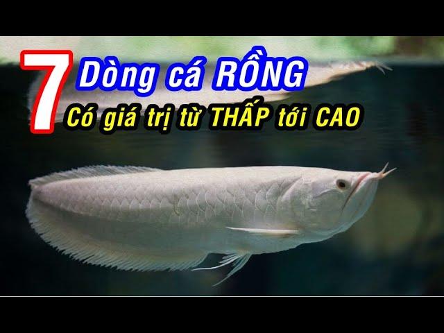 7 dòng cá RỒNG cơ bản có giá thừ THẤP tới CAO tại Việt Nam!