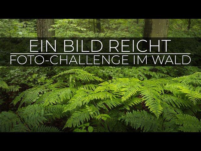 Ein Bild reicht! Fotografie-Challenge im Wald | Landschaftsfotografie in Deutschland