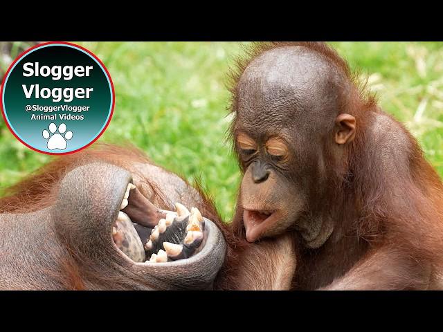 Babies Ganging Up On Orangutan Sprout At Dudley Zoo! #orangutans