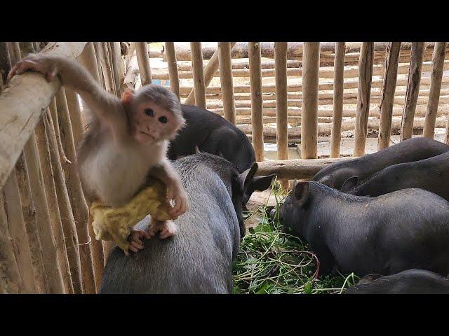 Bubu enjoys playing with the pigs on the farm.