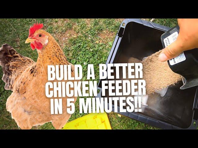 The Best Chicken Feeder #shorts