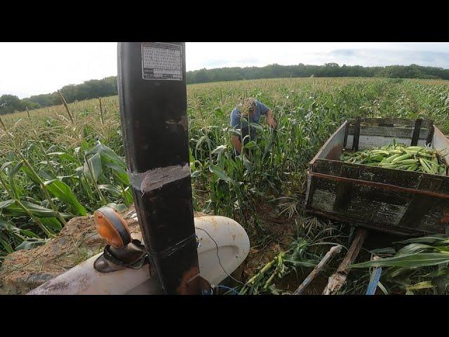 From Mud to Drought: Sweet Corn Season 2024