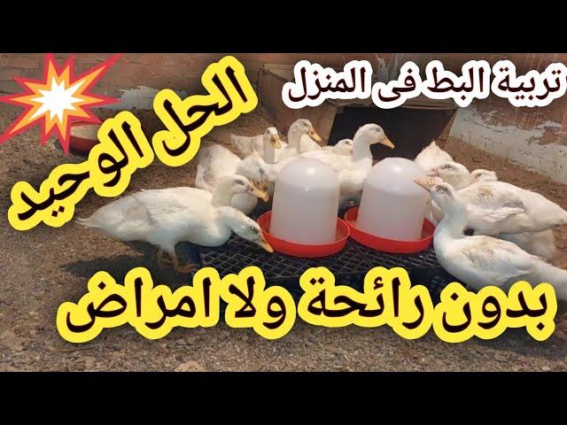 طريقة سحرية لتربية البط فى المنزل بدون رائحه ولا أمراض #تربية الدواجن #تربية البط #poultry# chicken