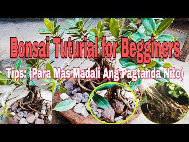 Bonsai Tururials for Beginners: (Make Over Balete Tree) + Tips Kung Paano Mabilis Tumanda Ang Bonsai