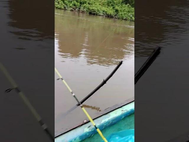 spot udang  sungai pesaguan