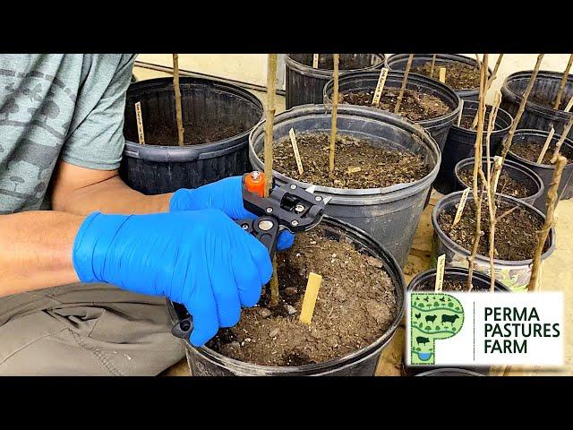 Grafting Apple Trees: Quick And Easy