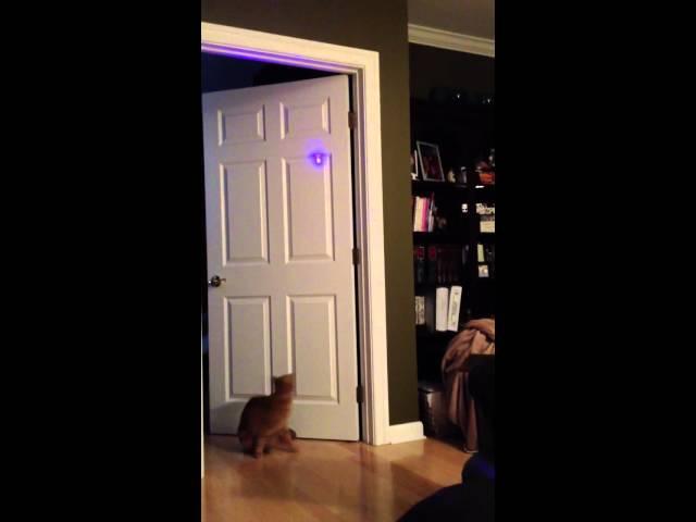 Oliver jumps for the Laser Pointer