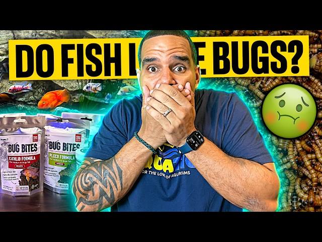 Get HEALTHY Fish with FLUVAL BUG BITES in Just 1 Week!