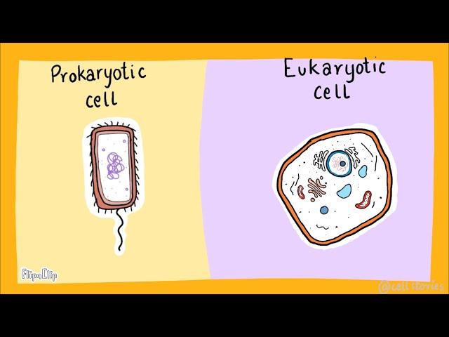 Prokaryotic vs Eukaryotic cell / Difference between Prokaryotic and Eukaryotic cells in 2 minutes