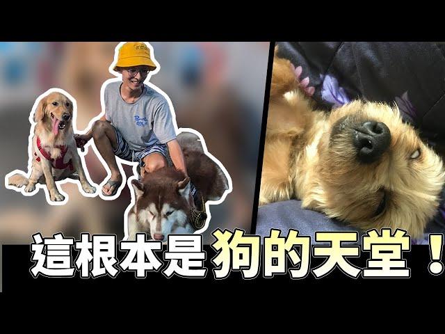 【VLOG】我來到屬於狗狗的樂園/Dog paradise./ft.狗老大寵物渡假會館