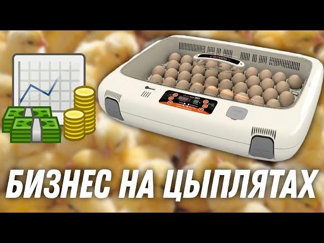 Окупаемость инкубатора для яиц: какая выгода и прибыль? Реальные цифры и опыт по продаже курицы