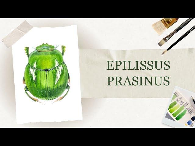 Як намалювати жука | Ботанічна акварель | Детальні уроки акварелі