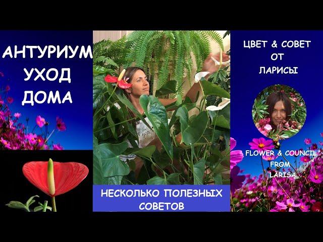 МОИ СЕКРЕТЫ УХОДА ЗА АНТУРИУМОМ | АНТУРИУМ ЦВЕТЕМ КРУГЛЫЙ ГОД
