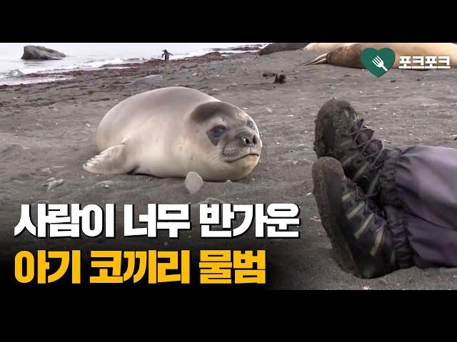 어미와 이별 후 '첫 독립'한 아기 코끼리물범, 낯선 사람들 만나자 보인 반응