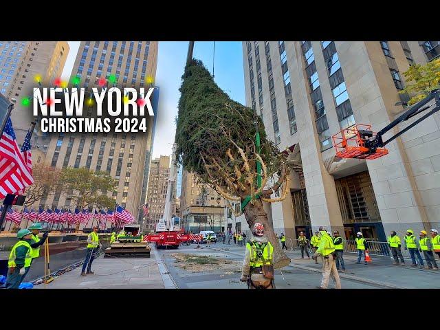 Installation Of NYC Rockefeller Center Christmas Tree 2024  New York City Christmas 2024 