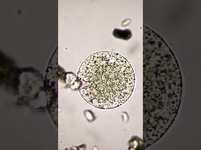 Bacterial reproduction #history #earth