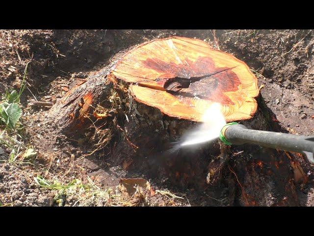 Как быстро убрать пень дерева на участке без корчевания и селитры How to remove tree stump