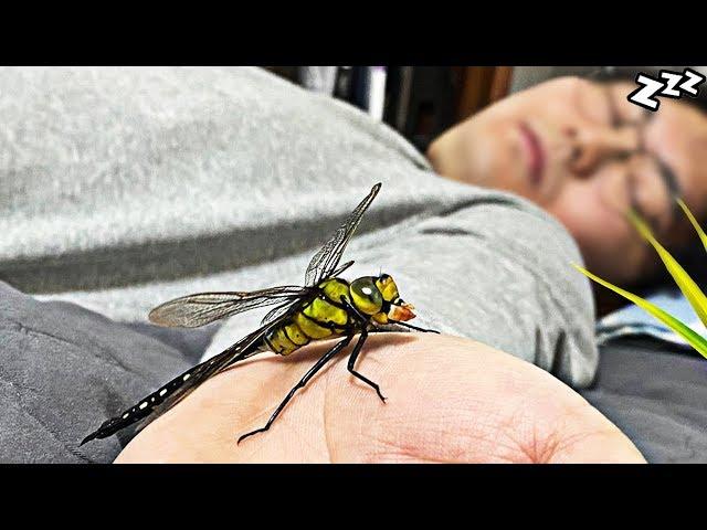 Introducing the man who lives with Dragon fly!