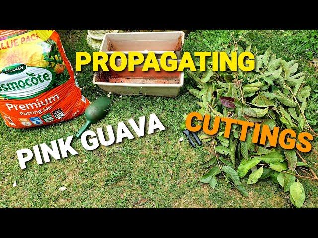 How To Propagate Cuttings From The Pink Guava Tree