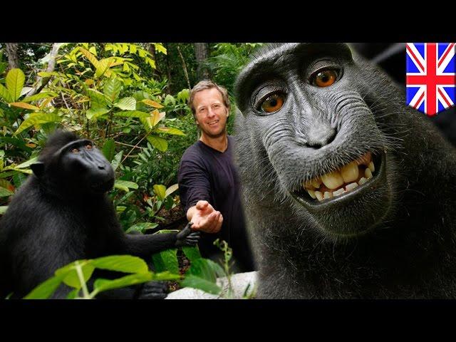 Public or primate property? Monkey selfie ownership dispute