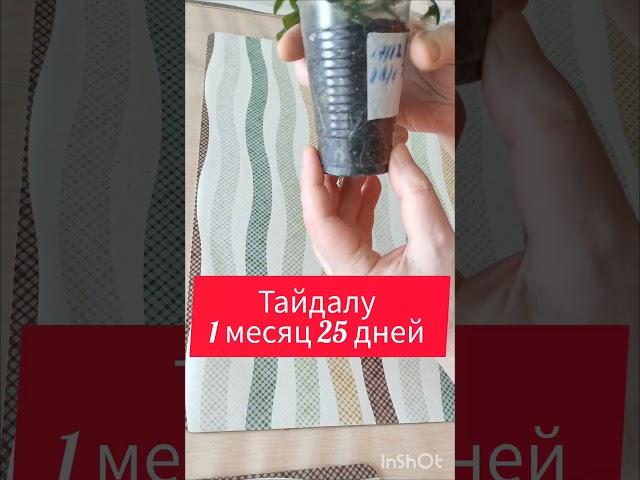 Меня радуют петунии, а у вас какие выросли? #петунии, #тайдал,