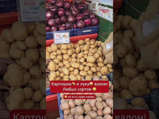 Беларус показал картофеле-лучное изобилие, но есть один нюанс  #беларусь #belarus #юмор #картошка