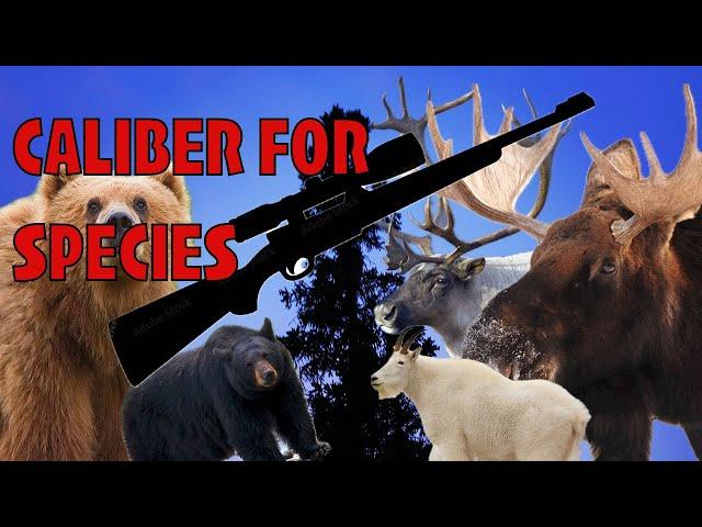 Top Rifle Calibers for Game in Alaska: By Animal Class